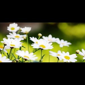 Meet your Posher, Sofia